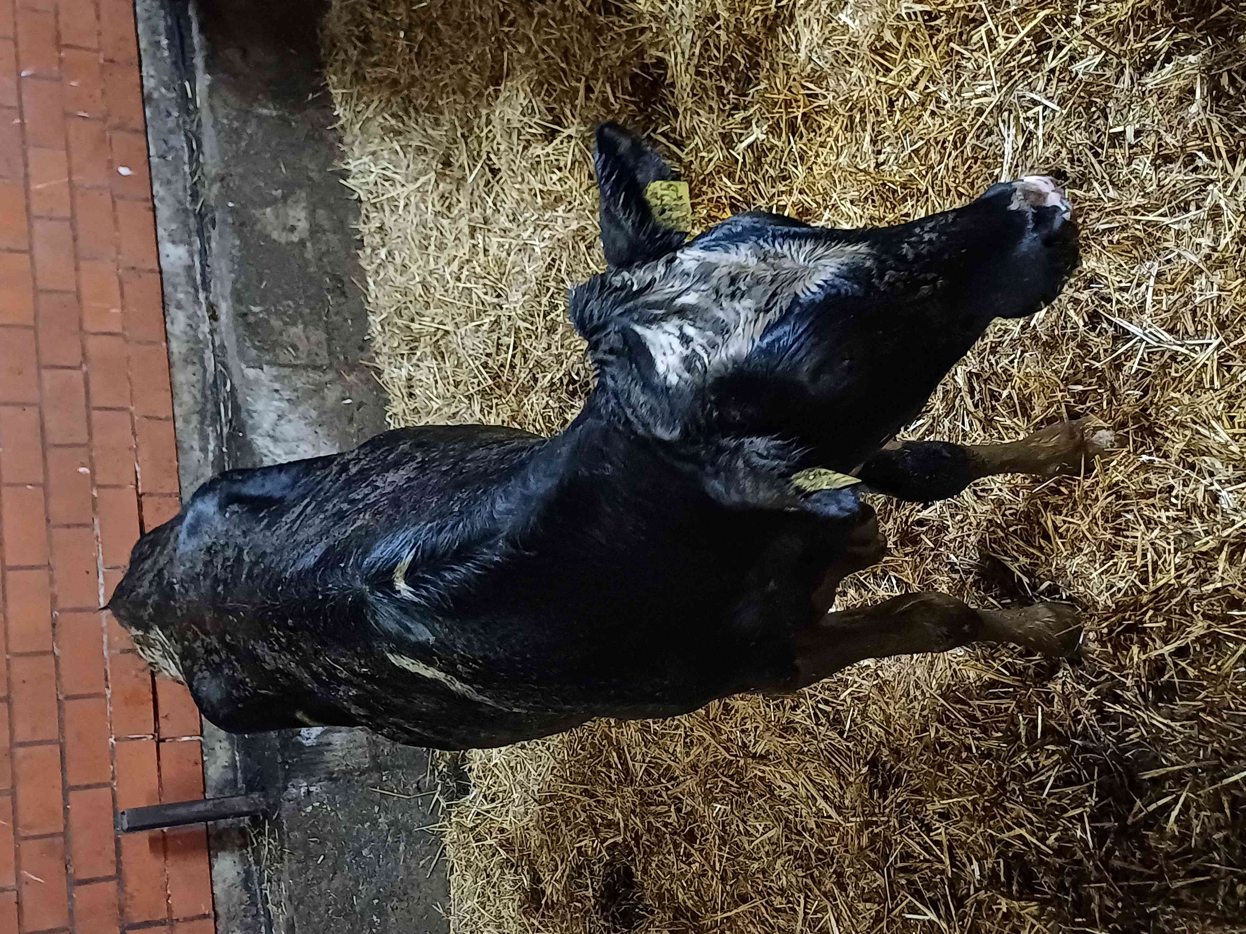 Einsatz%202025-06-25_Tierrettung_Brokeloh%20%281%29